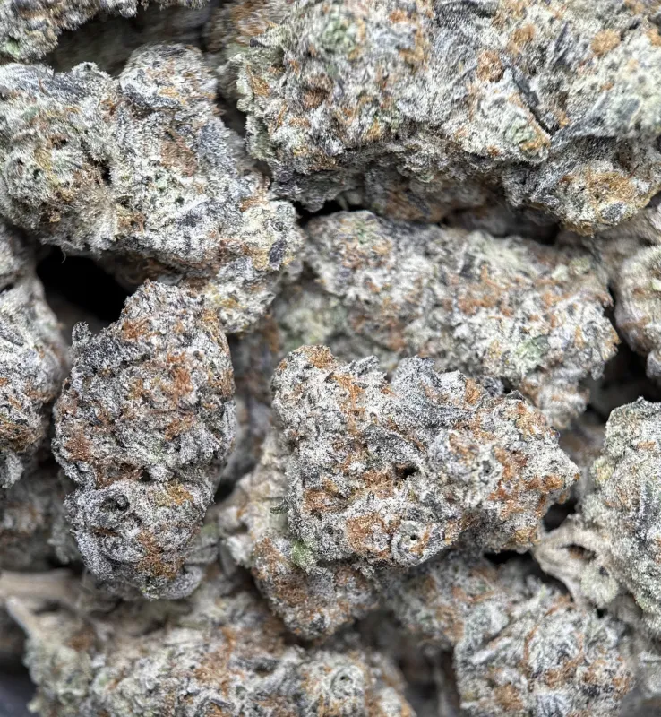 Purple and forest-green Astro Candy buds with thick frost 5