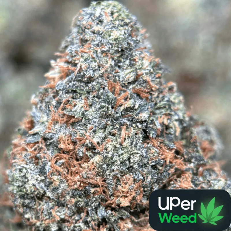 Astro Kush