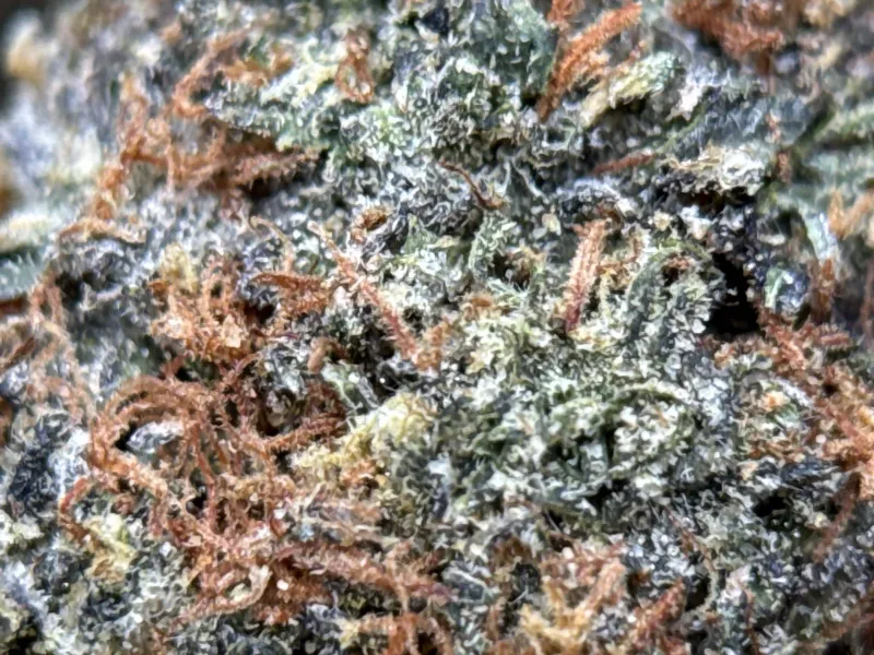 Pink-tinted frosty Astro Kush cannabis buds 4