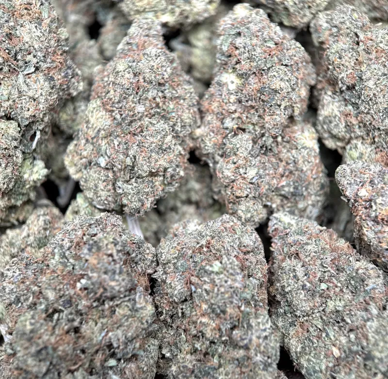 Pink-tinted frosty Astro Kush cannabis buds 5