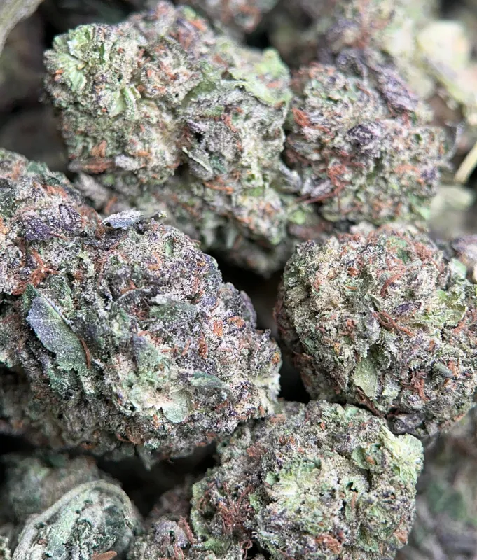 Forest-green Astro Mints buds with burnt-orange hairs and dark amber trichomes 3