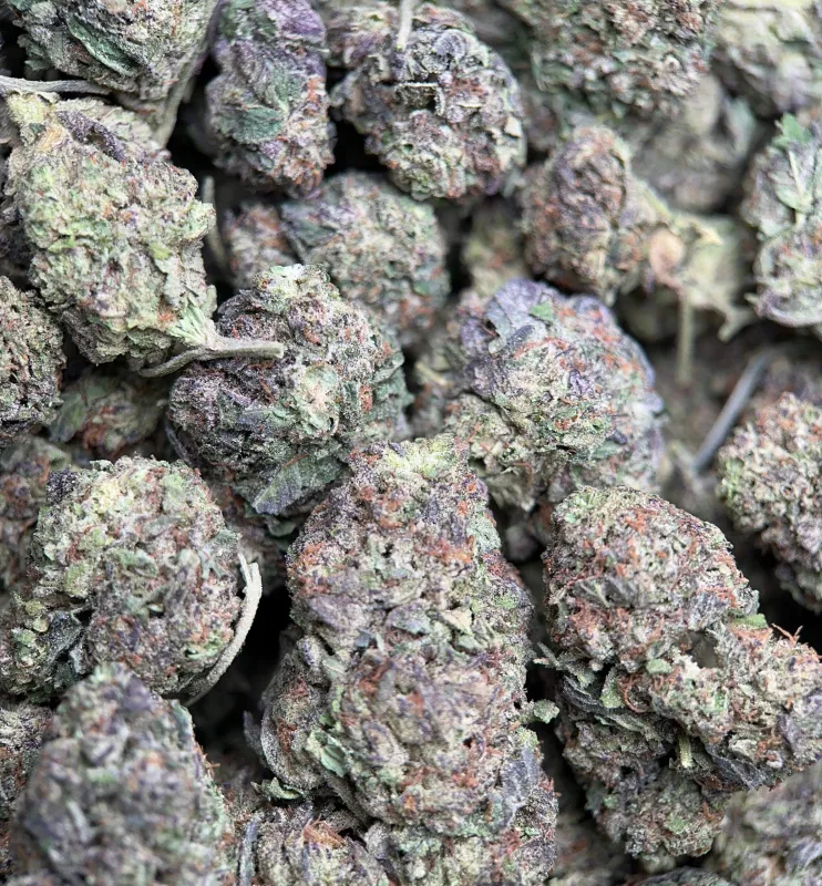 Forest-green Astro Mints buds with burnt-orange hairs and dark amber trichomes 4