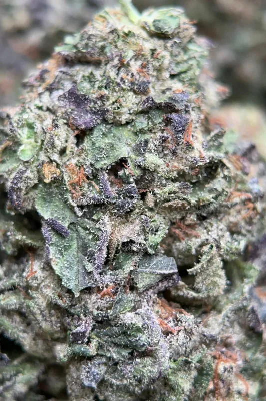 Forest-green Astro Mints buds with burnt-orange hairs and dark amber trichomes 5