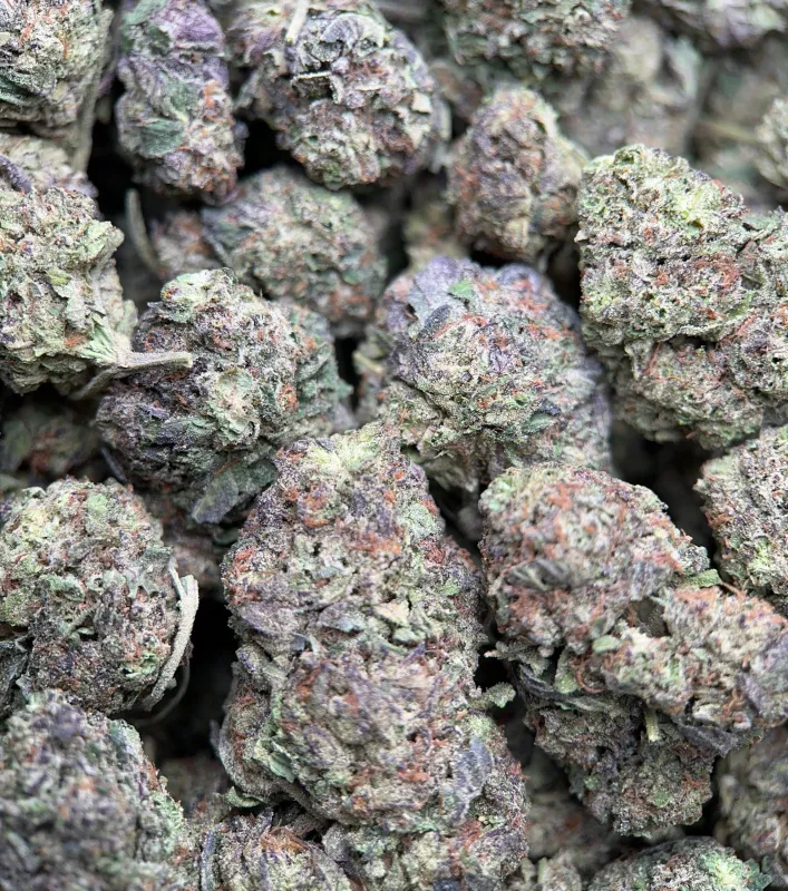 Forest-green Astro Mints buds with burnt-orange hairs and dark amber trichomes 6