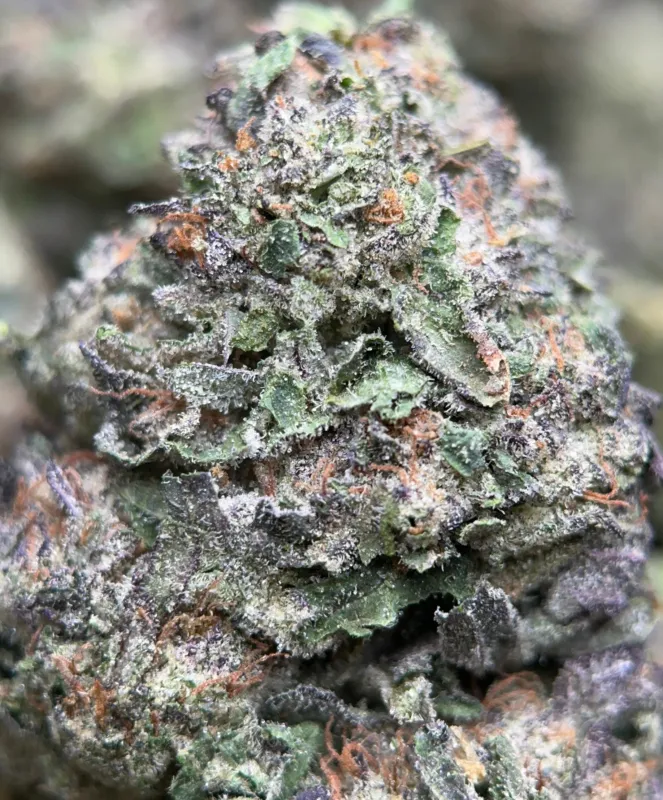 Forest-green Astro Mints buds with burnt-orange hairs and dark amber trichomes 7