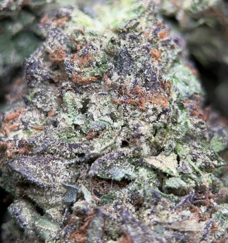 Forest-green Astro Mints buds with burnt-orange hairs and dark amber trichomes 8