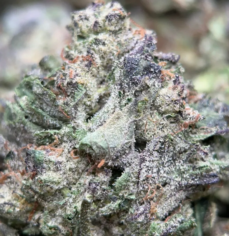 Forest-green Astro Mints buds with burnt-orange hairs and dark amber trichomes 9