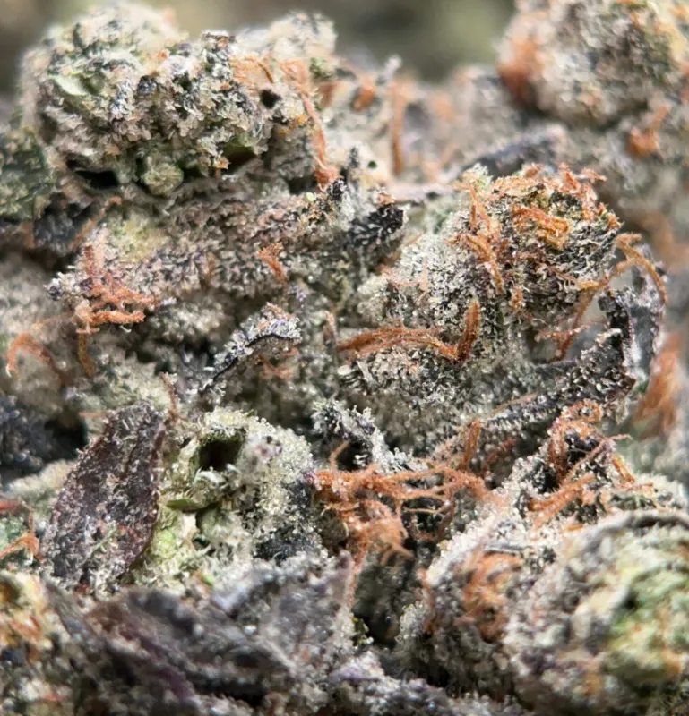 Pink-purple Astro Pink buds with orange pistils and heavy resin crystals 3