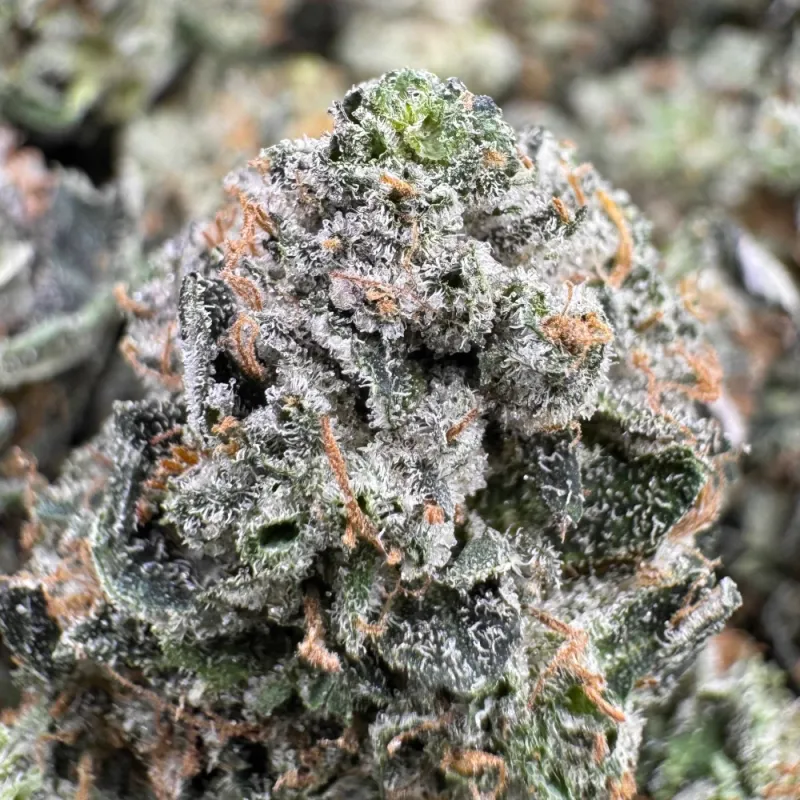 Dense crystal-covered Astro Rock cannabis buds 3