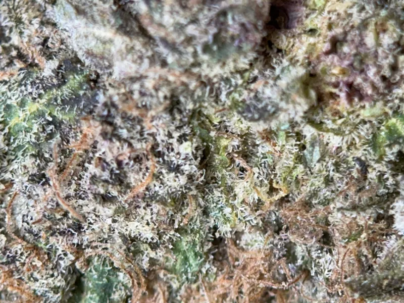 Banana Cream Pie indica cannabis flower 2