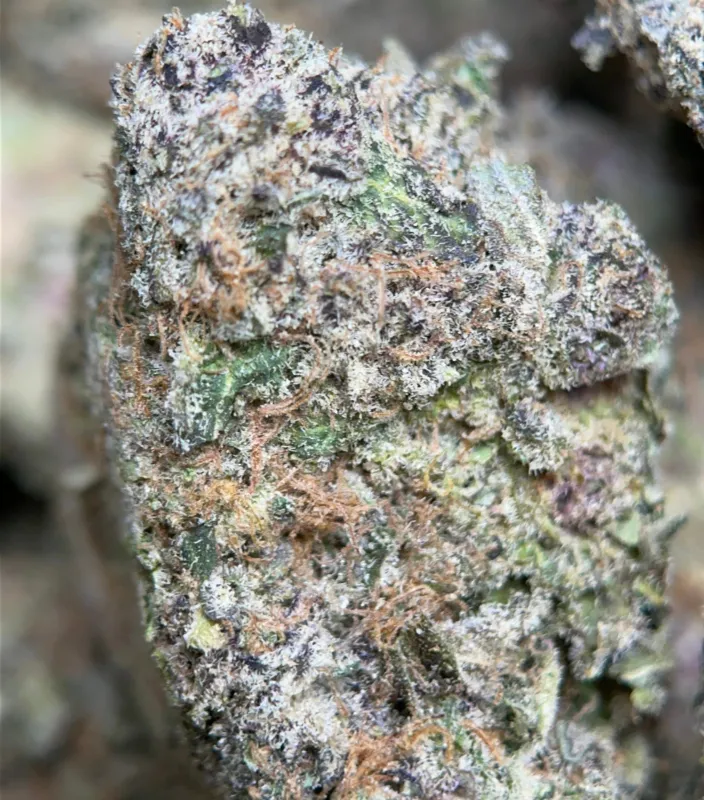 Banana Cream Pie indica cannabis flower 5