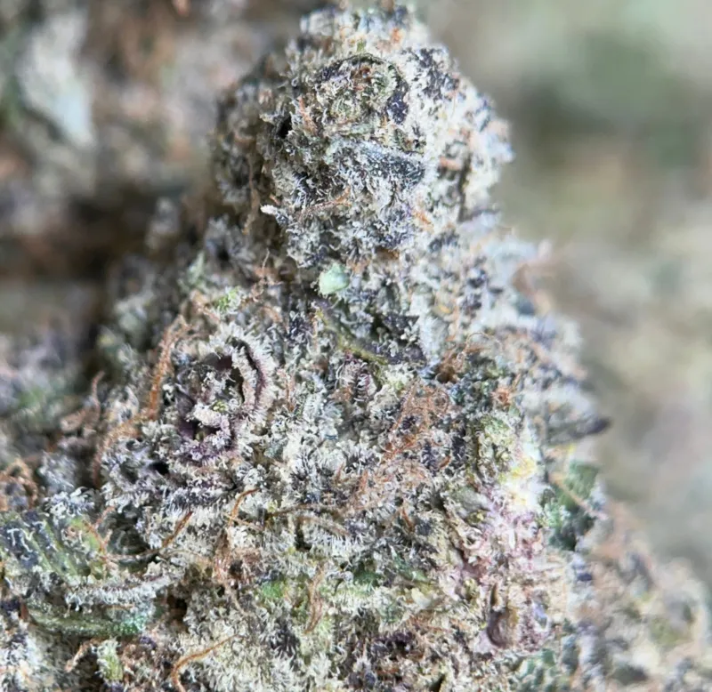 Banana Cream Pie indica cannabis flower 6