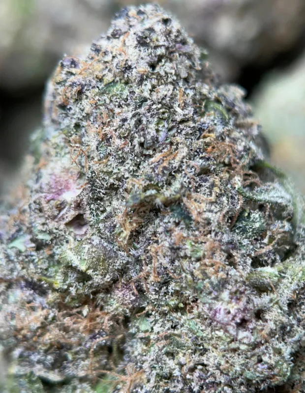 Banana Cream Pie indica cannabis flower 7
