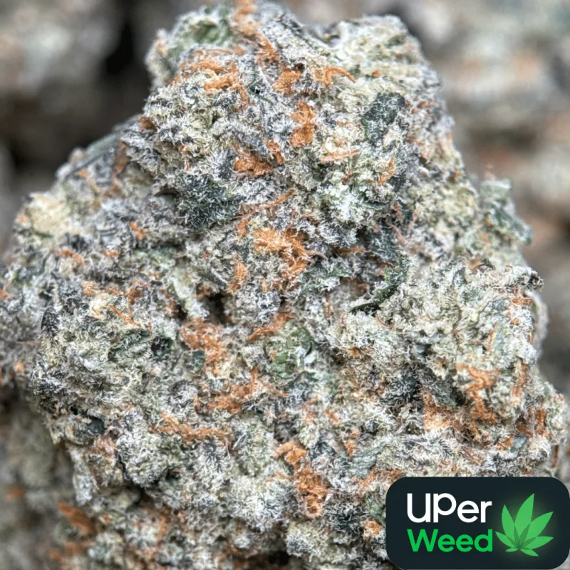 Golden-green Banana OG buds with orange pistils and frosty trichomes 1
