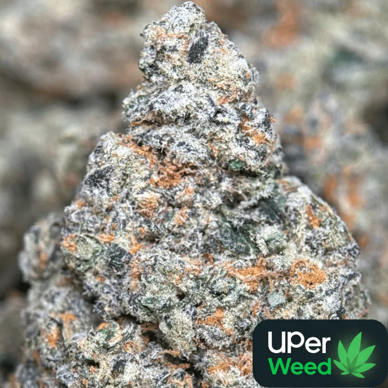 Golden-green Banana OG buds with orange pistils and frosty trichomes 10