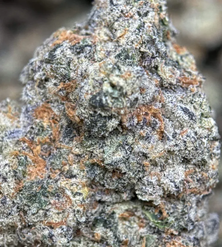 Golden-green Banana OG buds with orange pistils and frosty trichomes 4