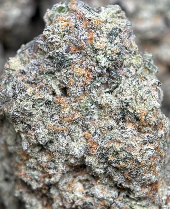 Golden-green Banana OG buds with orange pistils and frosty trichomes 5