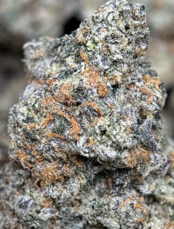 Golden-green Banana OG buds with orange pistils and frosty trichomes 6