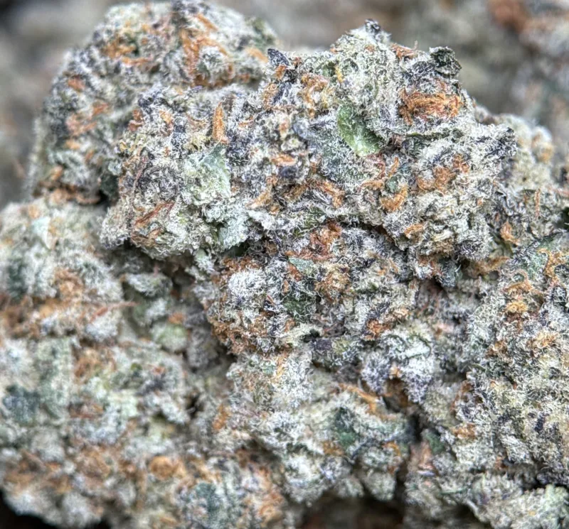Golden-green Banana OG buds with orange pistils and frosty trichomes 7