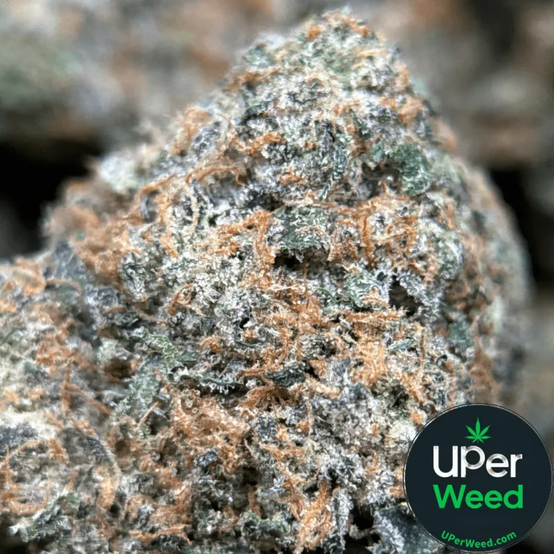 BC Alien Cream Cake