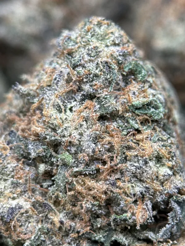 Dense purple-green BC Alien Cream Cake buds with frost 3