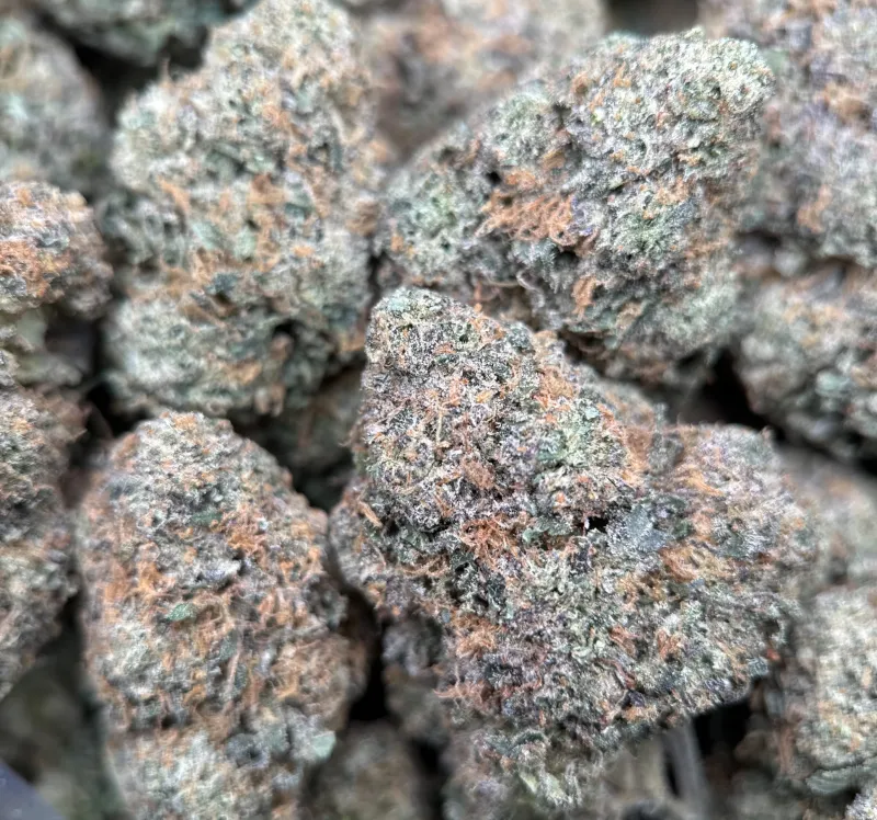 Dense purple-green BC Alien Cream Cake buds with frost 4