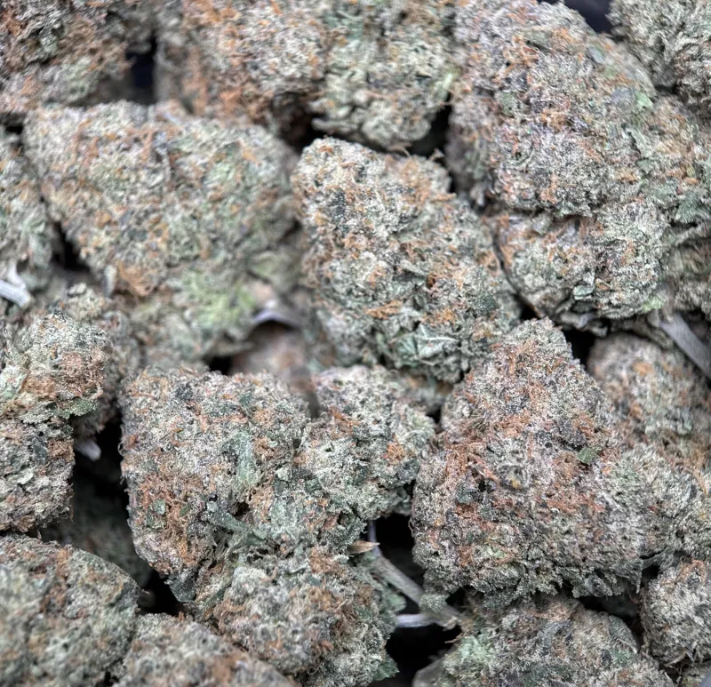 Dense purple-green BC Alien Cream Cake buds with frost 5