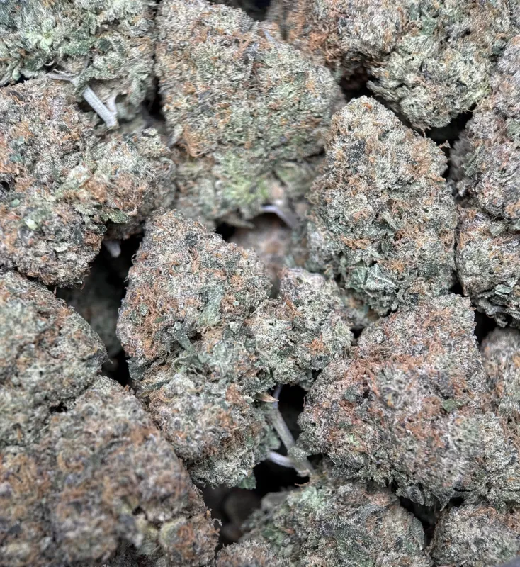 Dense purple-green BC Alien Cream Cake buds with frost 7