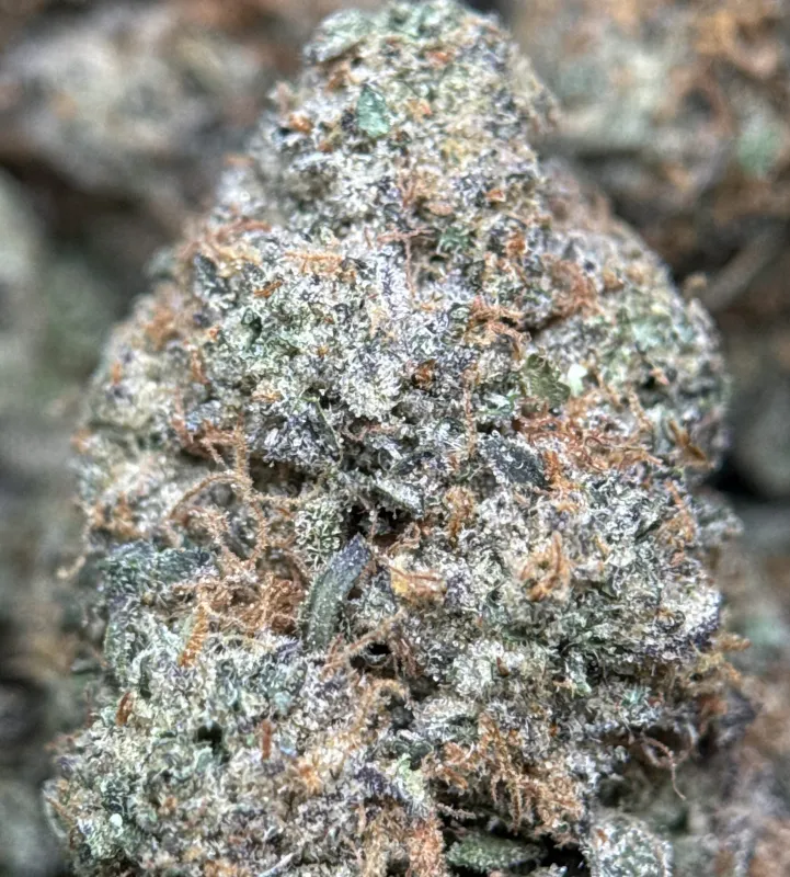 Dense purple-green BC Alien Cream Cake buds with frost 8