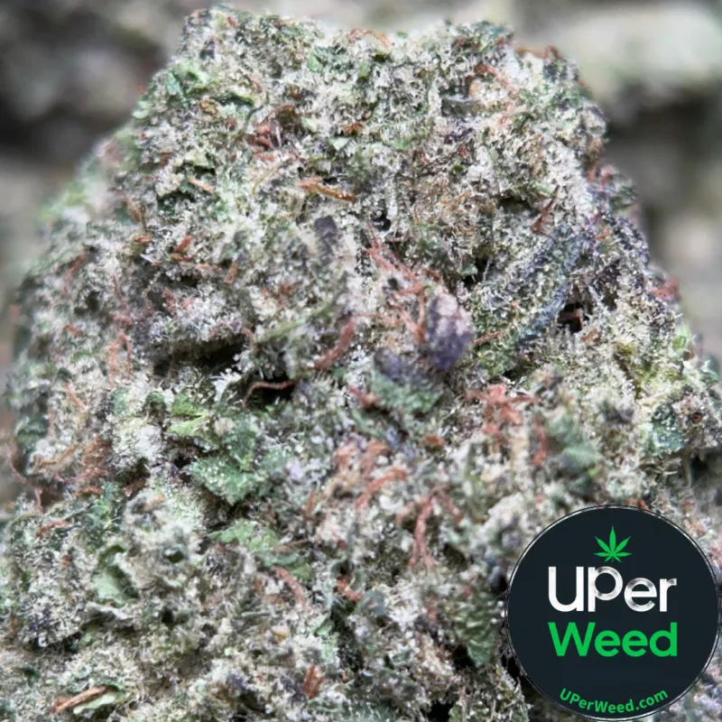 Big Baby Bud