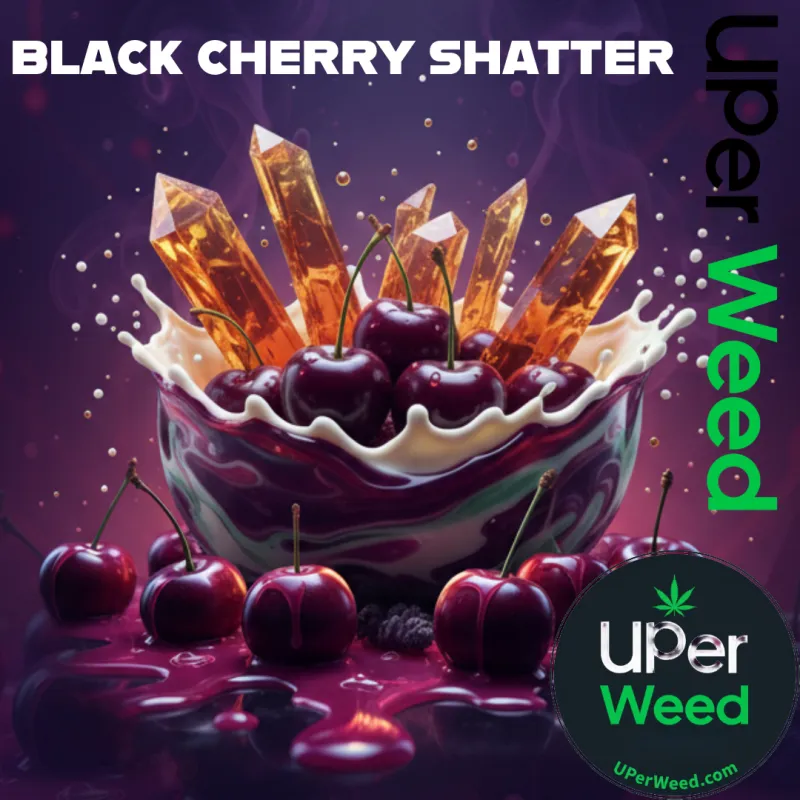 Black Cherry Kush Shatter
