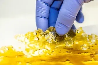 Amber crystal-like shatter rising behind dark cherries and white splash artwork for Black Cherry Kush 3