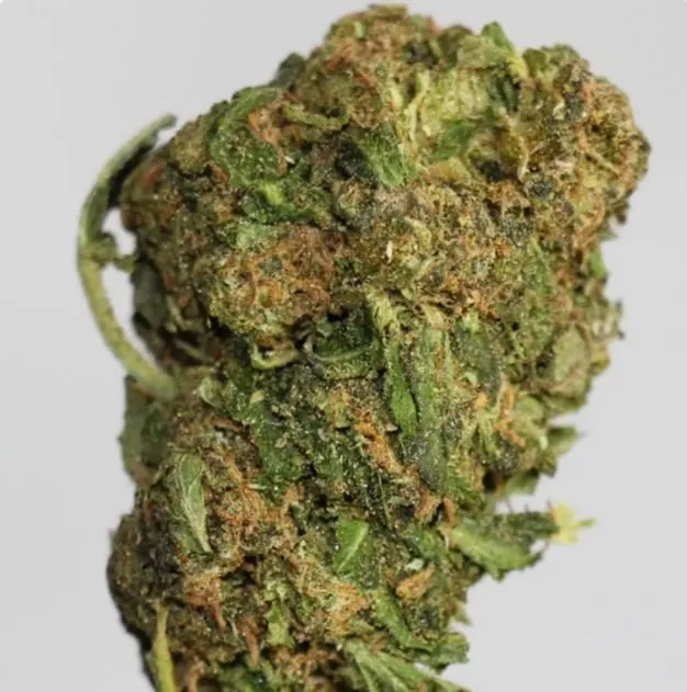 Black D.O.G