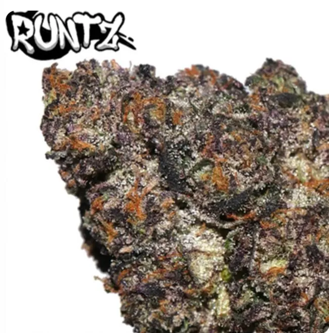 Black Runtz royal-purple and forest-green buds covered in sparkling trichomes
