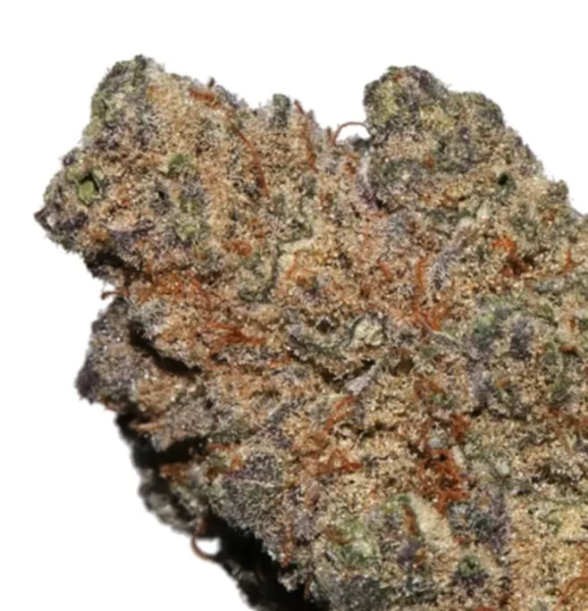 Black Truffle