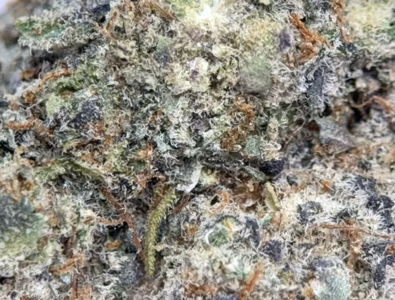 Dark green and purple Blackberry Kush buds with red-orange pistils and frost 3