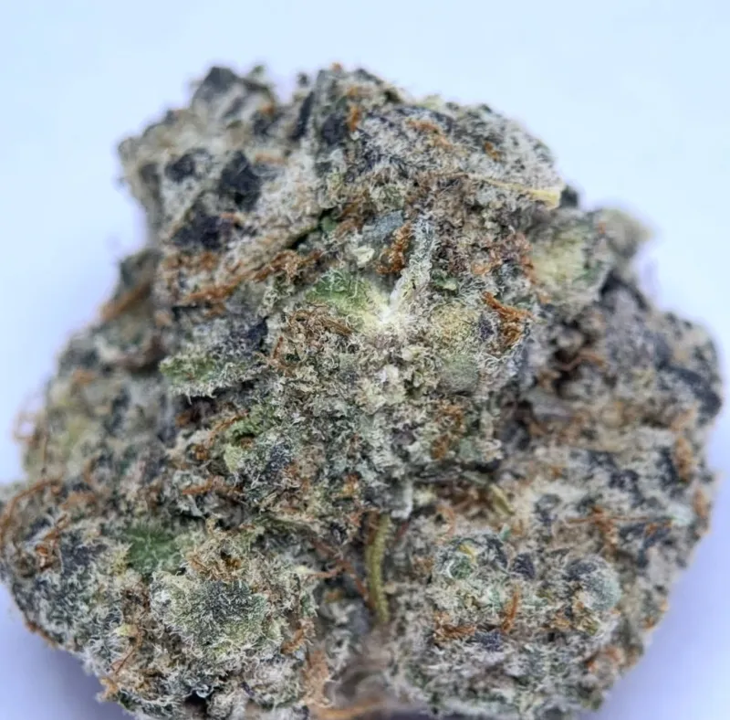 Dark green and purple Blackberry Kush buds with red-orange pistils and frost 4