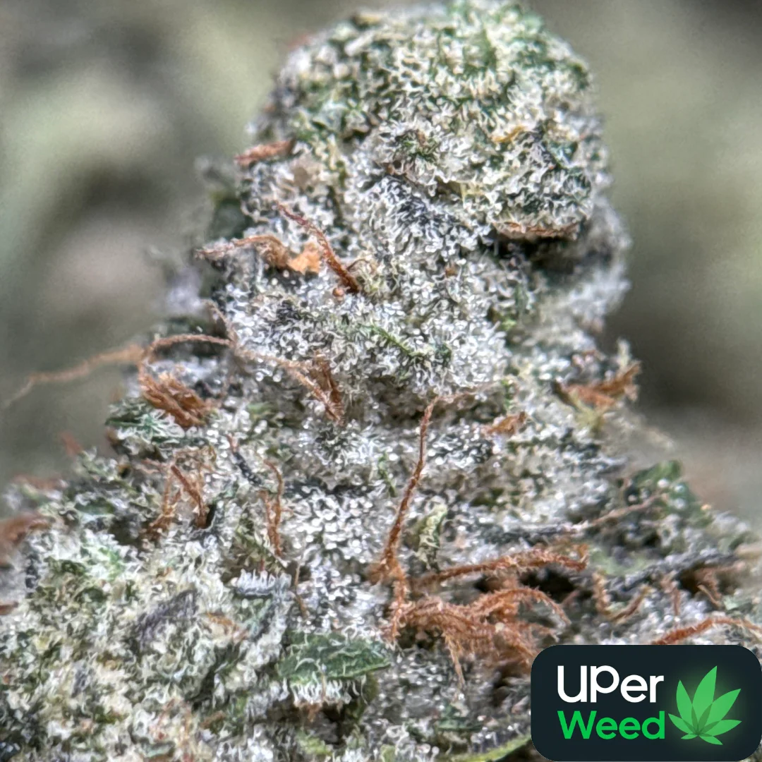 Blue City Diesel cannabis flower with berry and diesel profile 2