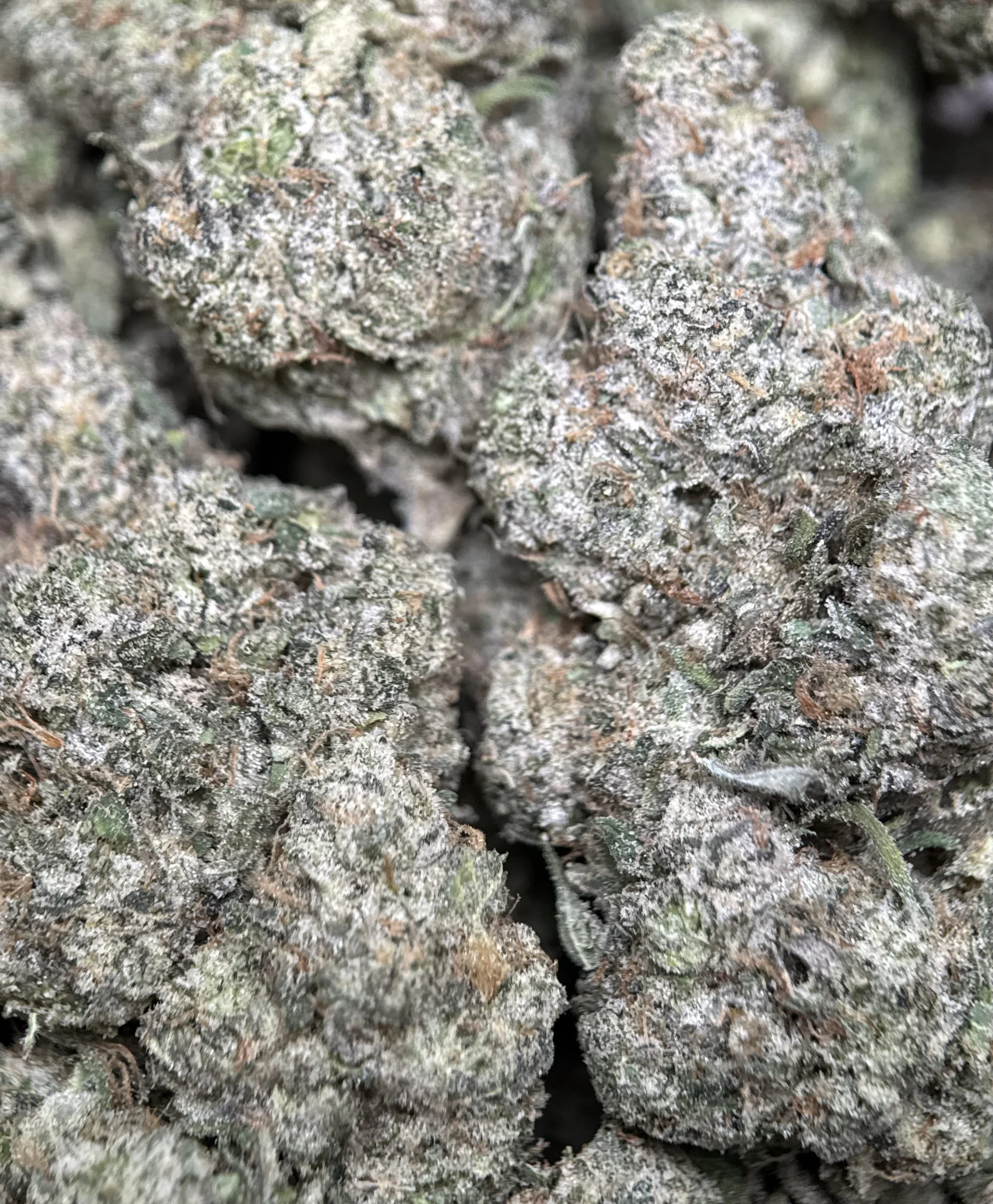 Blue City Diesel cannabis flower with berry and diesel profile 3