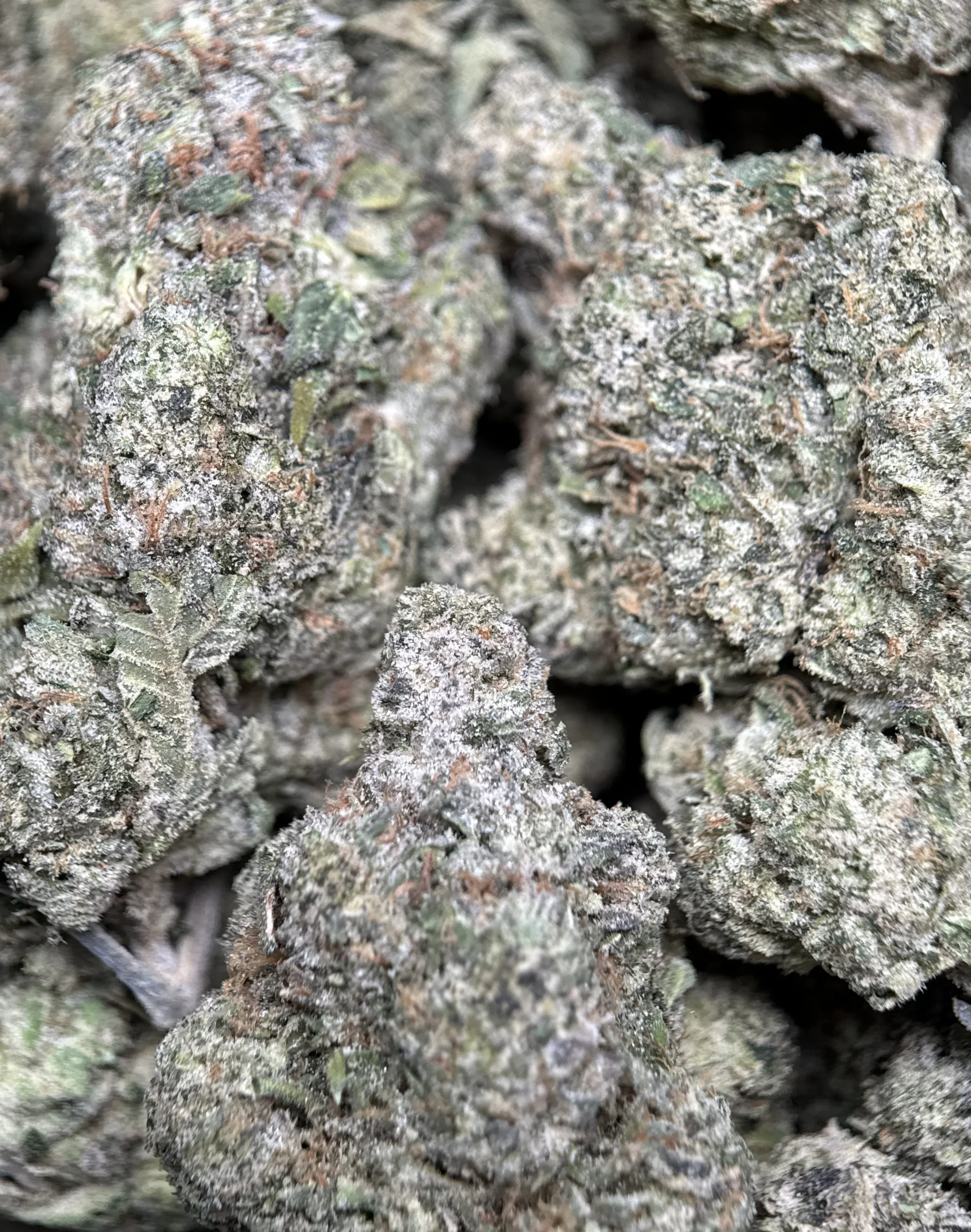 Blue City Diesel cannabis flower with berry and diesel profile 4
