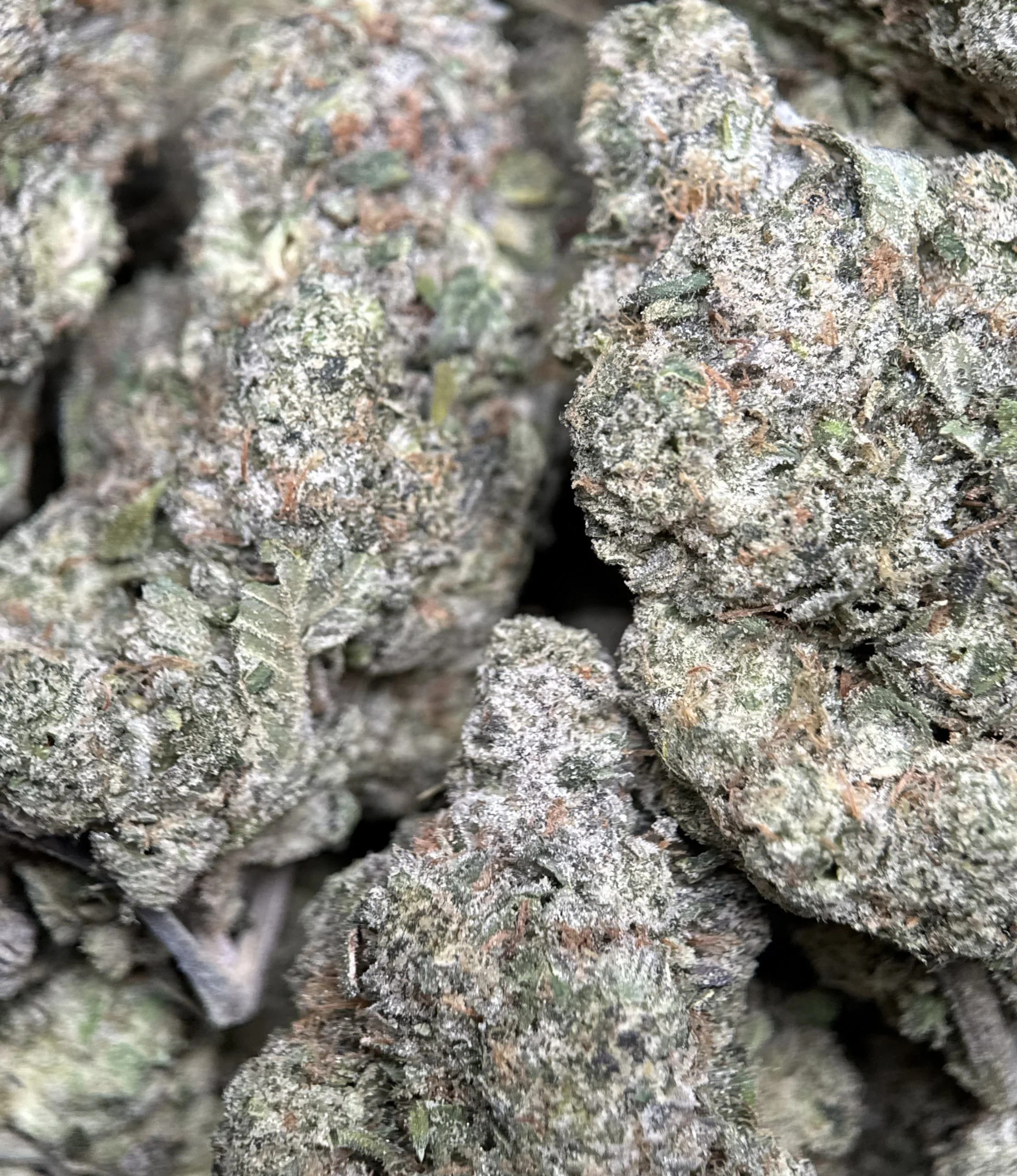 Blue City Diesel cannabis flower with berry and diesel profile 5