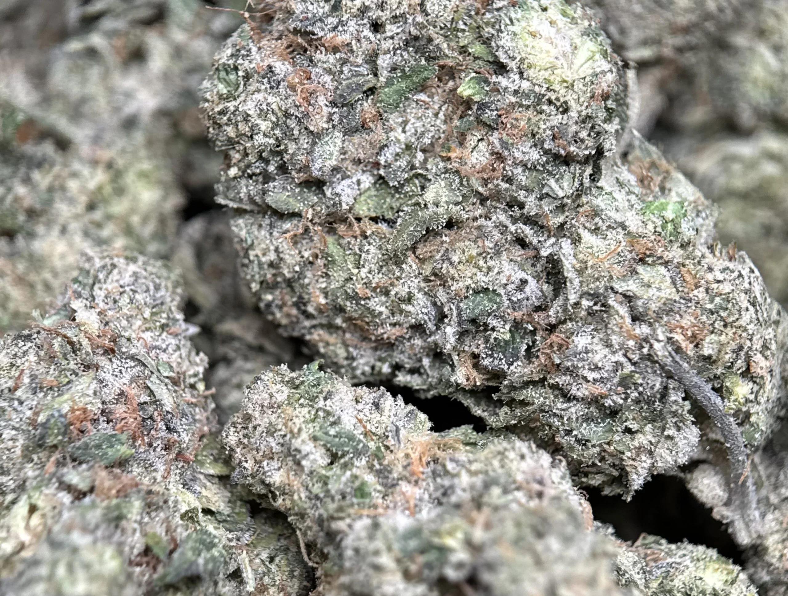 Blue City Diesel cannabis flower with berry and diesel profile 6