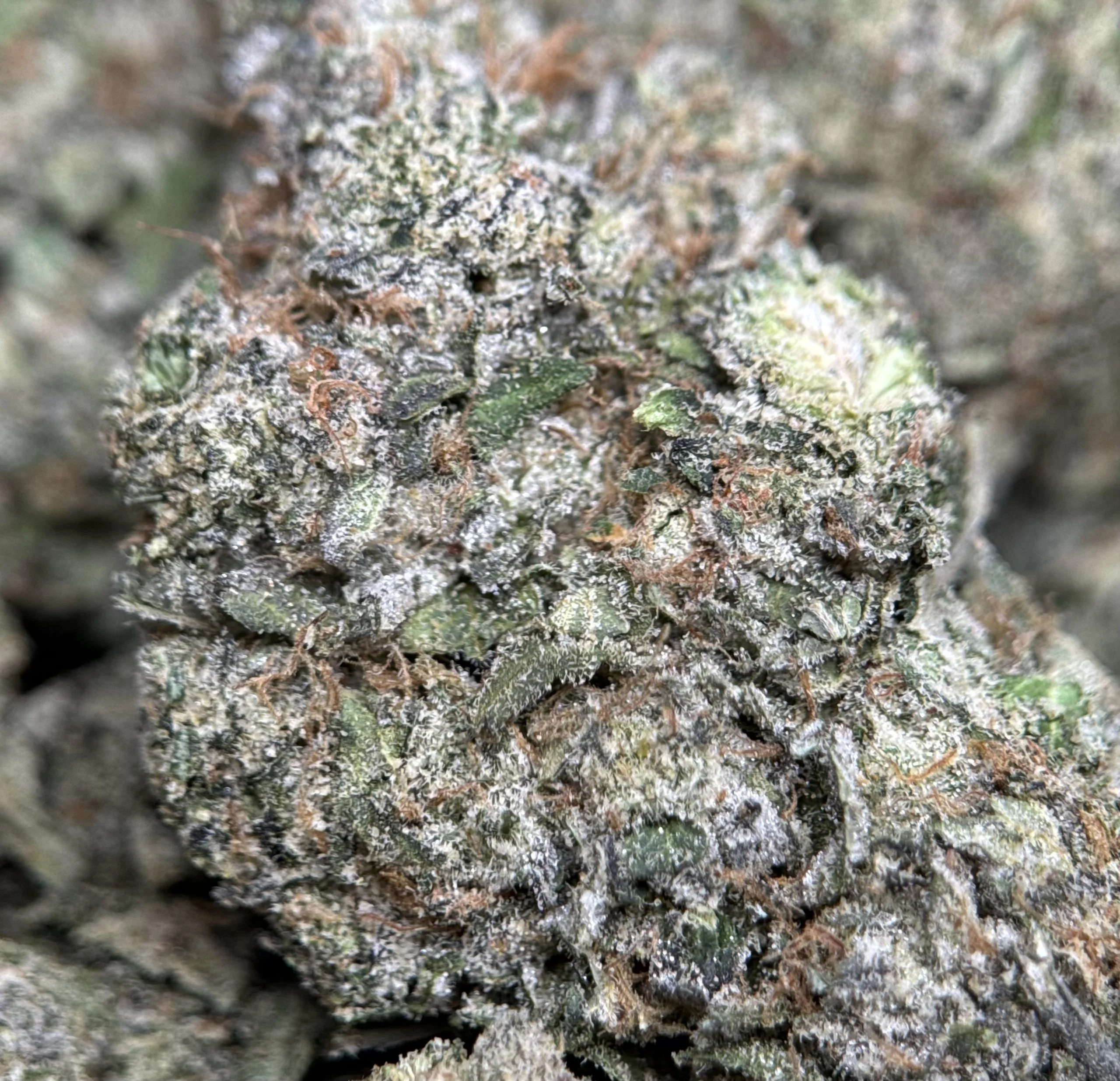Blue City Diesel cannabis flower with berry and diesel profile 7