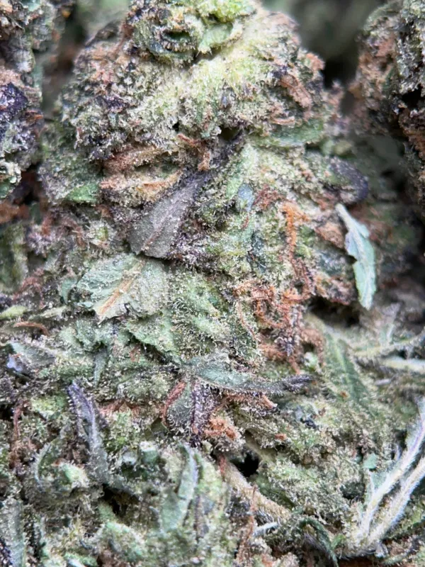 Dark blue and purple Blue Cookies buds with thick crystalline trichomes 3