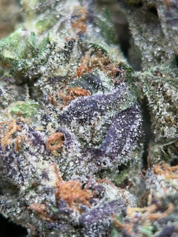 Dark blue and purple Blue Cookies buds with thick crystalline trichomes 4
