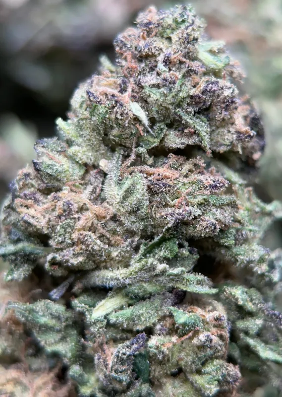 Dark blue and purple Blue Cookies buds with thick crystalline trichomes 5
