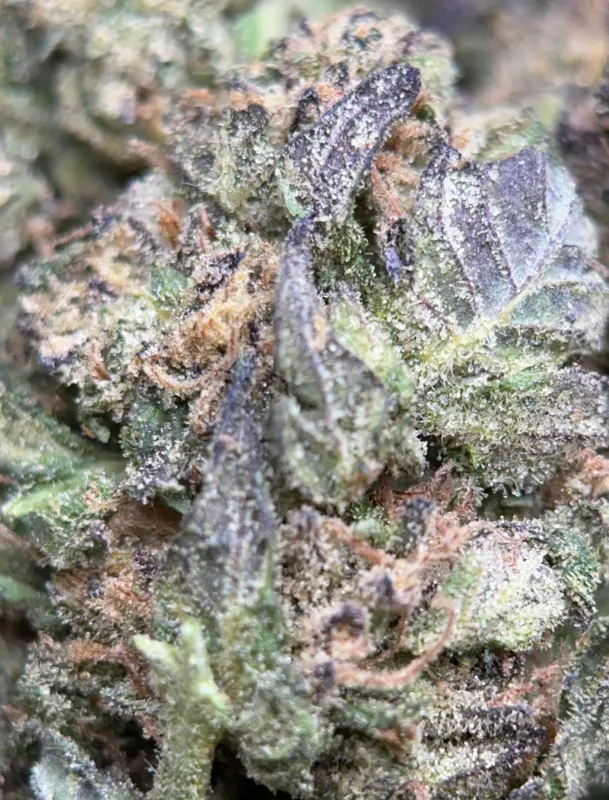 Dark blue and purple Blue Cookies buds with thick crystalline trichomes 6