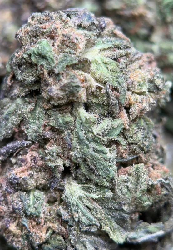 Dark blue and purple Blue Cookies buds with thick crystalline trichomes 8
