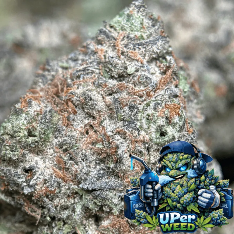 Blue-green Blue Diesel buds with purple undertones orange pistils and frosted trichomes 2