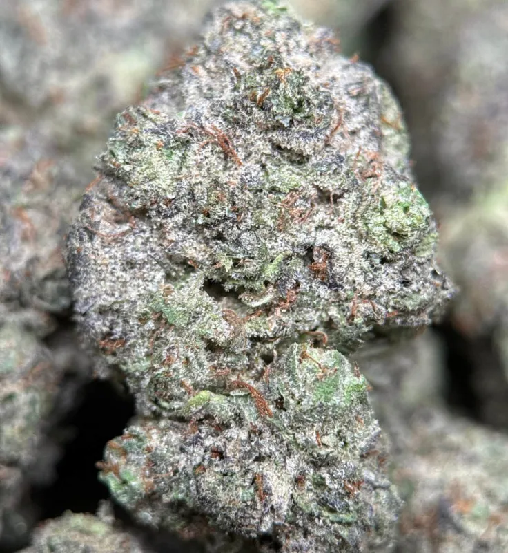 Blue-green Blue Diesel buds with purple undertones orange pistils and frosted trichomes 3